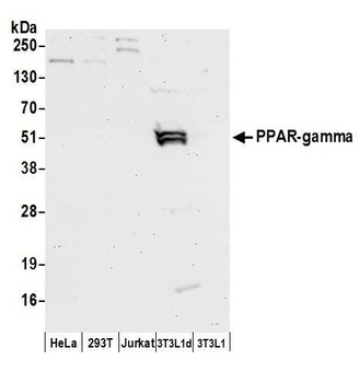 PPAR-gamma Antibody