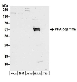 Rabbit PPAR-gamma Antibody