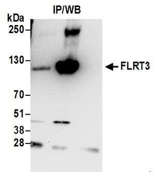 FLRT3 Antibody