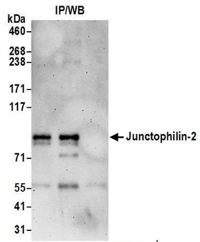 Rabbit anti-Junctophilin-2 Antibody