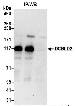 Rabbit anti-DCBLD2 Antibody
