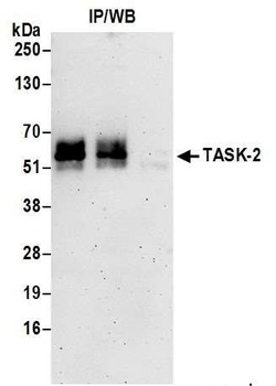 TASK-2 Antibody