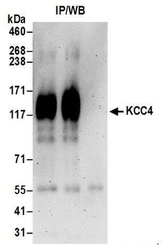 Rabbit anti-KCC4 Antibody