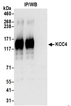 Rabbit anti-KCC4 Antibody