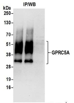Rabbit anti-GPRC5A Antibody