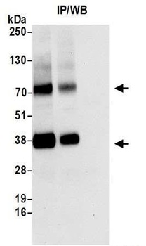 Rabbit anti-MCT4 Antibody