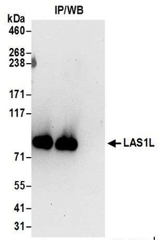 Rabbit anti-LAS1L Antibody