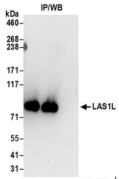 LAS1L Antibody