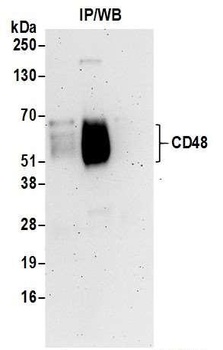 Rabbit CD48 Antibody