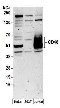 Rabbit CD48 Antibody