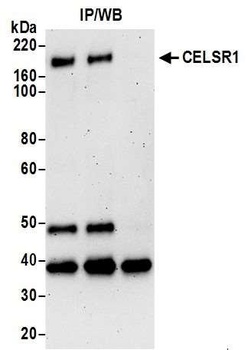 Rabbit anti-CELSR1 Antibody
