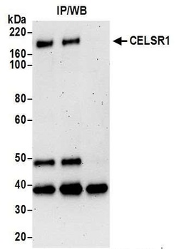 CELSR1 Antibody