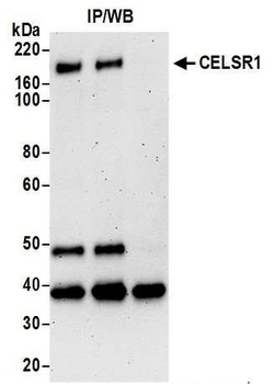 Rabbit anti-CELSR1 Antibody