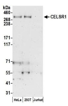 Rabbit anti-CELSR1 Antibody