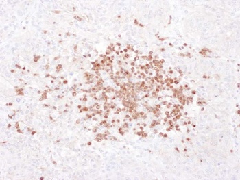 Rabbit anti-Stomatin Antibody