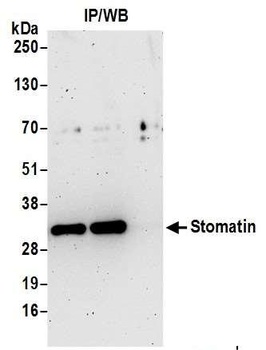 Stomatin Antibody