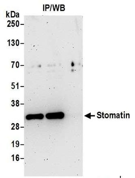 Rabbit anti-Stomatin Antibody