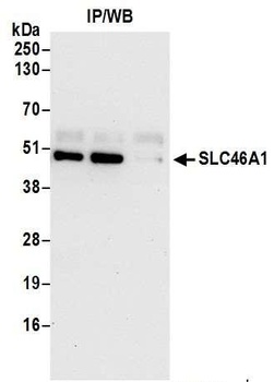 SLC46A1 Antibody