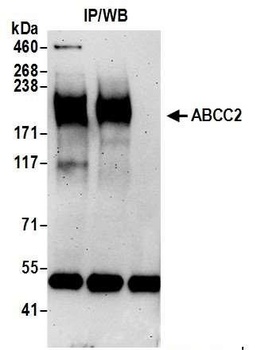 Rabbit anti-ABCC2 Antibody