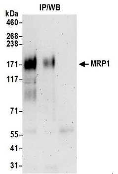 Rabbit anti-MRP1 Antibody