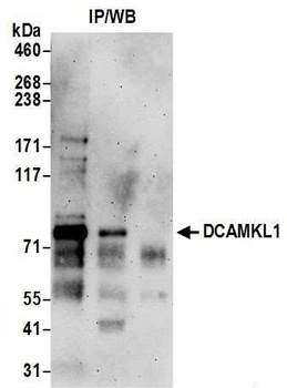 Rabbit anti-DCAMKL1 Antibody