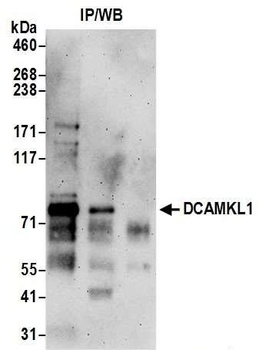 DCAMKL1 Antibody