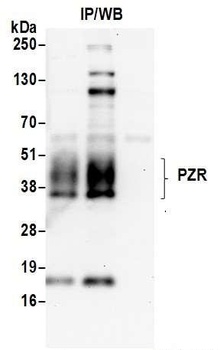 Rabbit anti-PZR Antibody