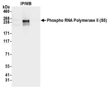 Rabbit anti-RNA Polymerase II, Phospho (S5) Antibody