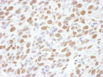 Rabbit anti-RNA Polymerase II, Phospho (S2) Antibody