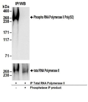 Rabbit anti-RNA Polymerase II, Phospho (S2) Antibody