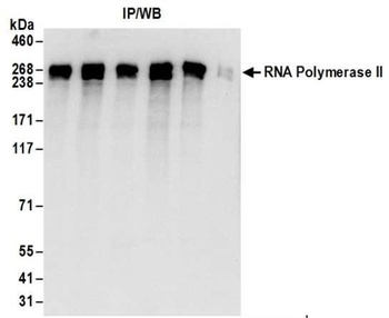 Rabbit anti-RNA Polymerase II, Phospho (S2) Antibody