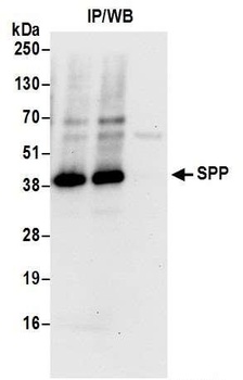 Rabbit SPP Antibody