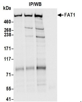 FAT1 Antibody