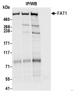 Rabbit anti-FAT1 Antibody