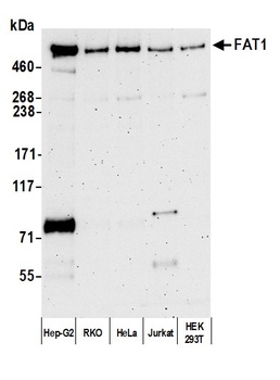 Rabbit anti-FAT1 Antibody