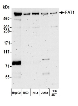 FAT1 Antibody