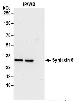 Syntaxin 6 Antibody