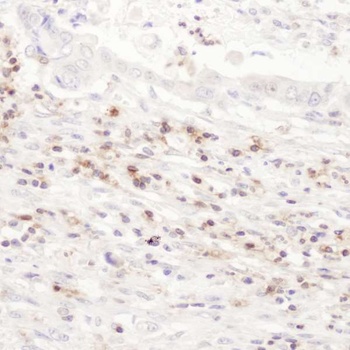 Rabbit CD43 Antibody