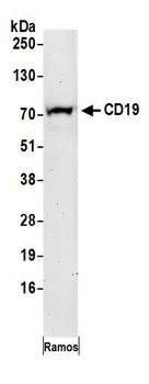 Rabbit CD19 Antibody