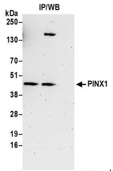 Rabbit anti-PINX1 Antibody