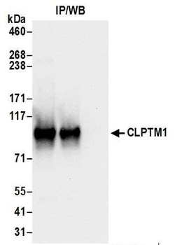 CLPTM1 Antibody