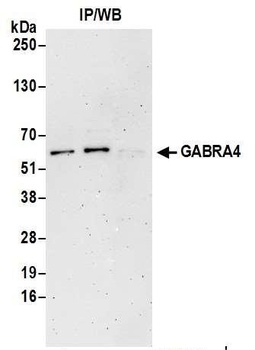 Rabbit GABRA4 Antibody