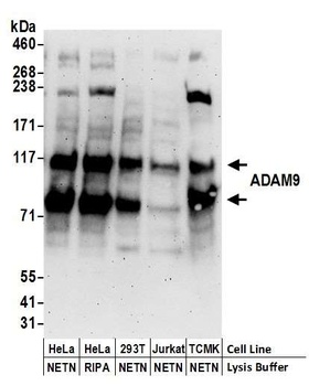 Rabbit ADAM9 Antibody