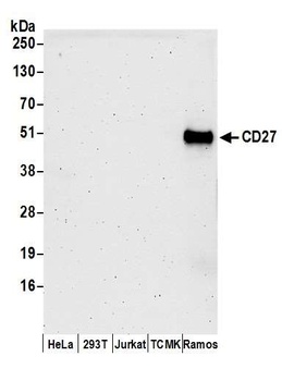 Rabbit CD27 Antibody