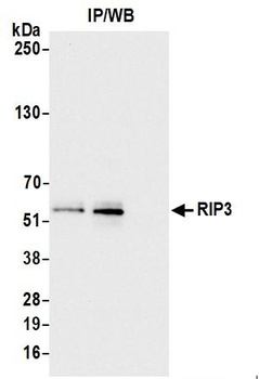 Rabbit RIP3 Antibody