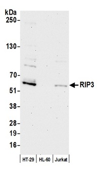 Rabbit RIP3 Antibody
