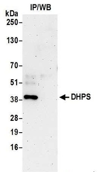 Rabbit anti-DHPS Antibody