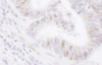 Rabbit anti-PAF Antibody
