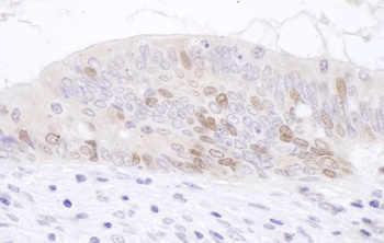 Rabbit anti-PAF Antibody