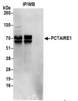 PCTAIRE1 Antibody